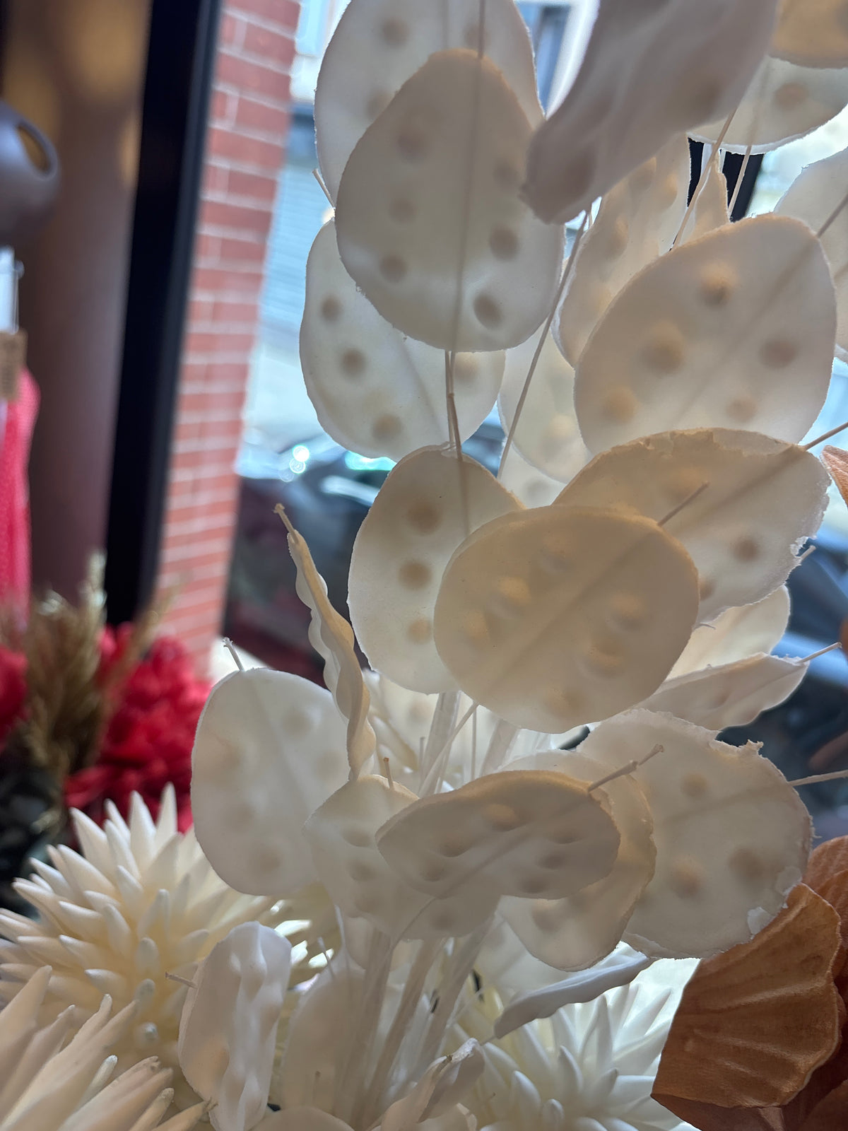 Fleurs celosia Blanche