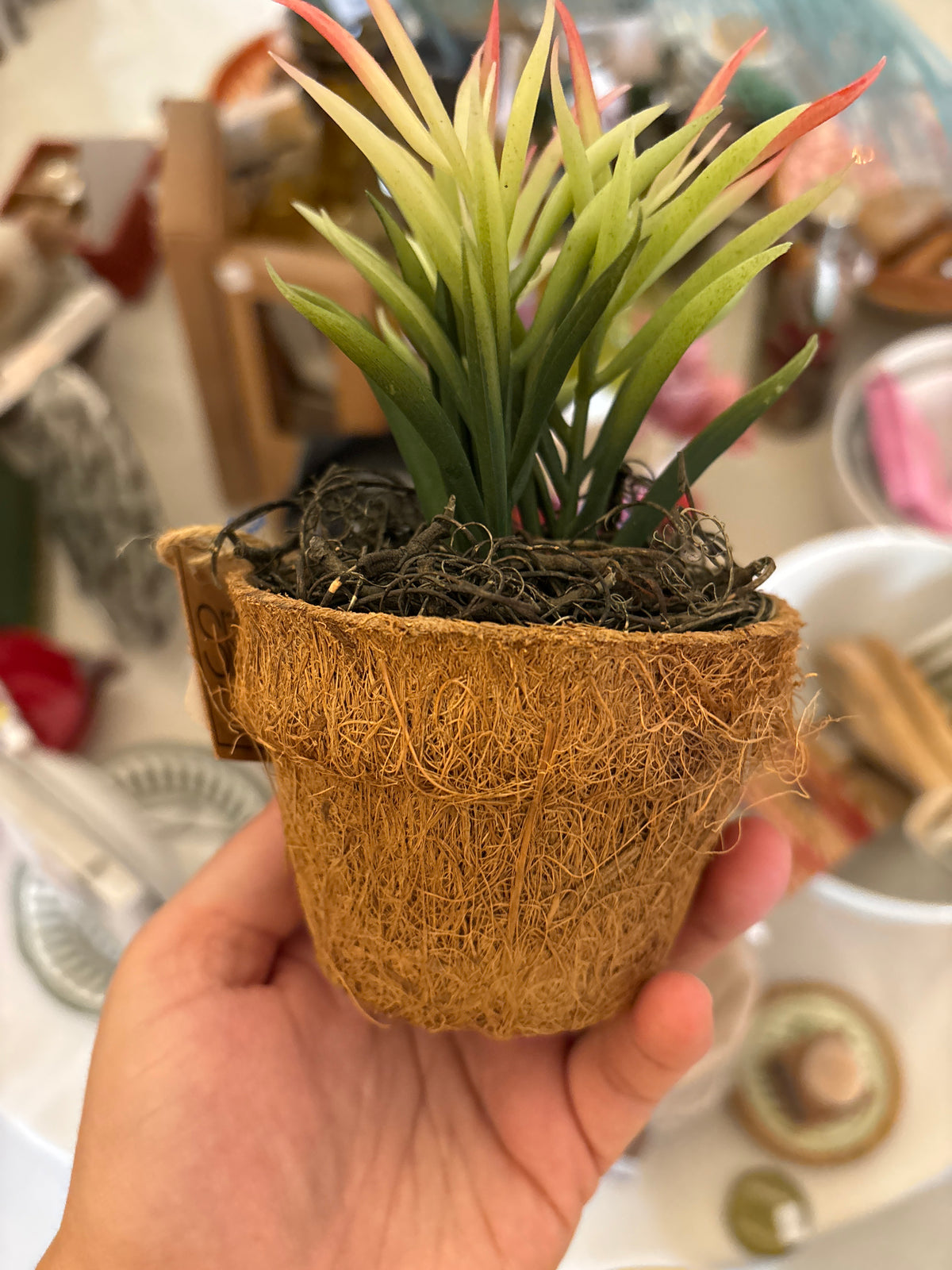 Petite fausse plante